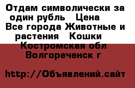 Отдам символически за один рубль › Цена ­ 1 - Все города Животные и растения » Кошки   . Костромская обл.,Волгореченск г.